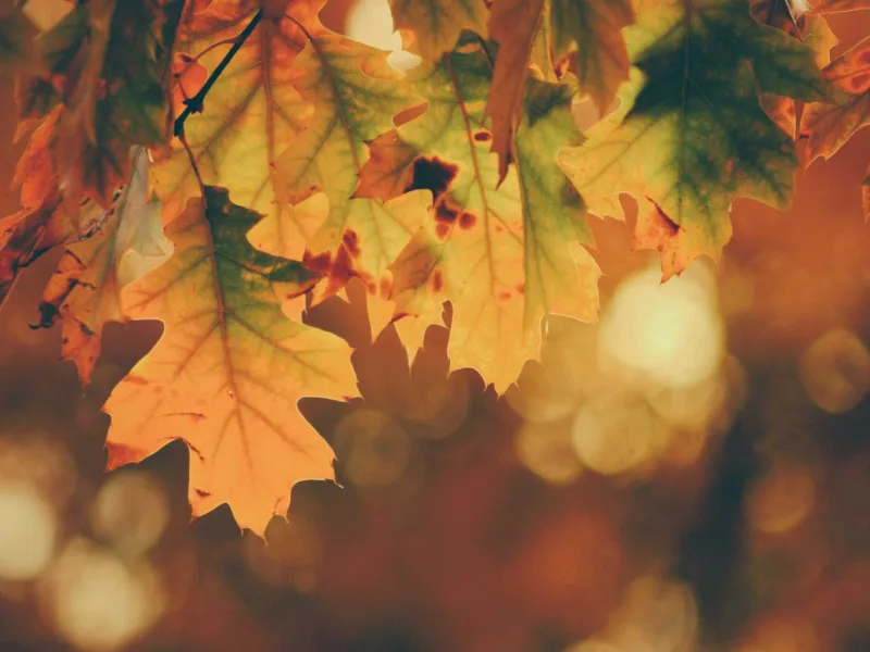 Autumn garden ideas in Scunthorpe