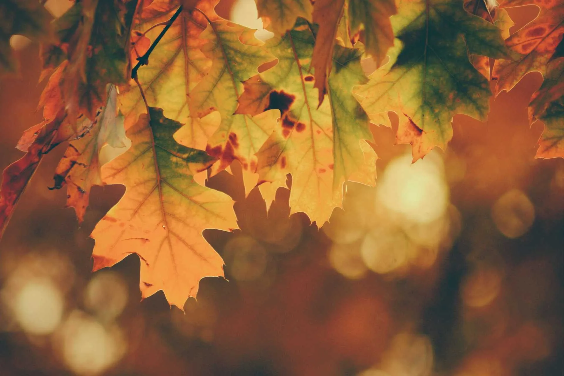 Autumn garden ideas in Scunthorpe